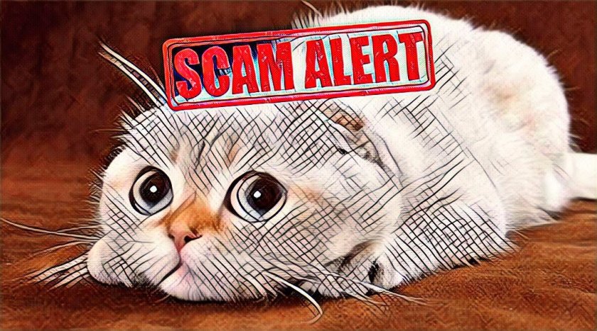 Scam in HYIP does not always go on the wish of the administrator Scam in HYIP does not always go on the wish of the administrator